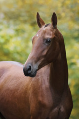 Portrait of a chestnut horse on natural summer background