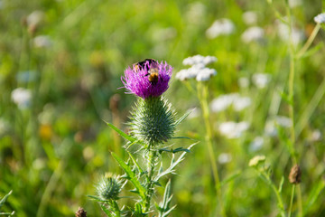 Summer, spring texture background. Bumblebee on a flower