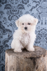 Cute Bichon Frise puppy