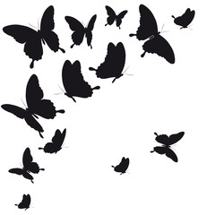 black butterfly, isolated on a white