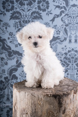 Cute Bichon Frise puppy