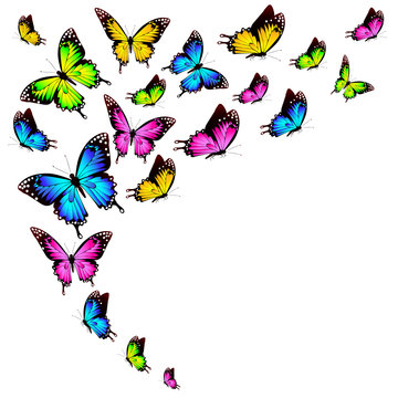 beautiful color butterflies,set, isolated  on a white