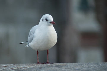 portrait of seagull standing on stone wall in border rhine in Basel Switzerland