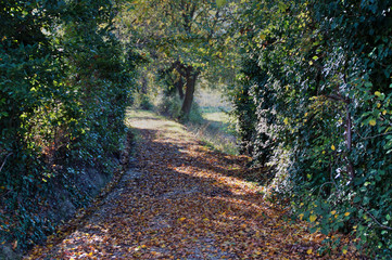 Strada di campagna in autunno