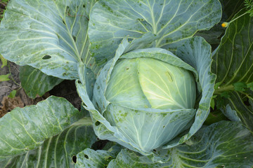 Cabbage background. Fresh cabbage from the garden. Grow Cabbage Organically.