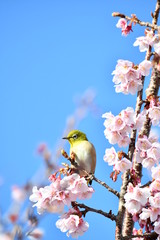 メジロと寒桜