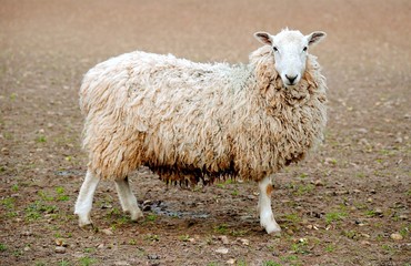sheep, isolated, white, animal, background, farm, mammal, livestock, view, looking, standing, ewe, side, one, dike, grass, horizontal, agriculture, rural, alone, shot, meadow, domestic, farming, pastu
