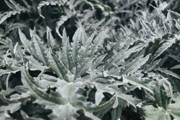 Fresh green artichoke leaves growing in the garden, Cynara cardunculus