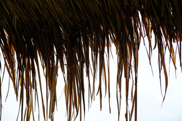 The flowers of the grass. black and white. 