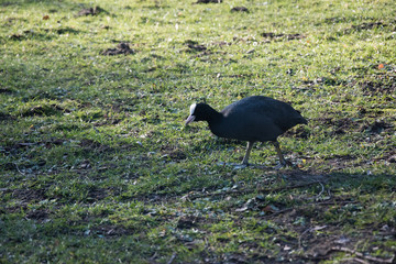 Ptaki w sloneczny dzien w Parku