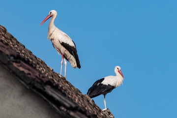 Cygognes