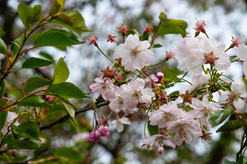 Cherry Blossoms in Spring, Bavaria, Germany
