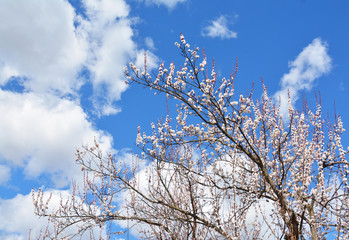 Apricot blossom. Apricot trees in bloom in the garden in spring