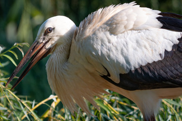 Cygogne
