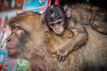 Singe et son petit