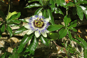 Passionsblume (Passiflora caerulea)