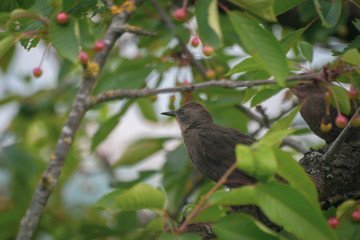 Oiseau dans cerisier