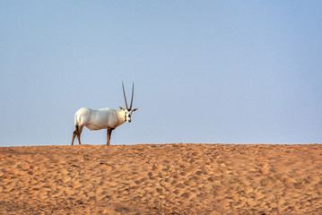 Arabian oryx, also called white oryx (Oryx leucoryx) in the desert near Dubai, United Arab Emirates