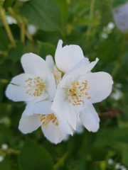 Obraz premium flower