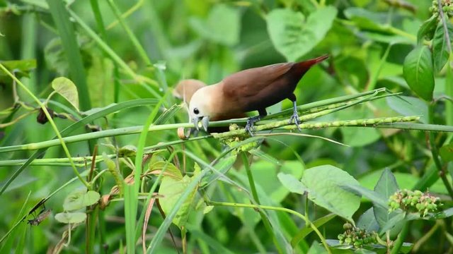 The White-headed Munia - Loncura maja, These birds usually live in the rice fields and like to eat rice