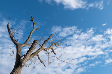 Tree top after pruning