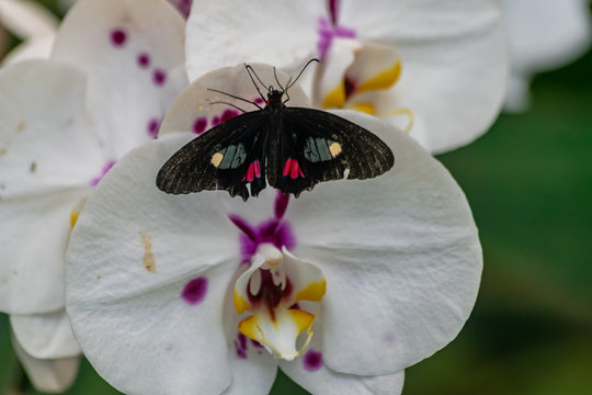 Parides iphidamas butterfly, with open wings, on a white orchid