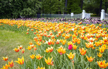 Tulips in the spring Park on Elagin island, St. Petersburg .