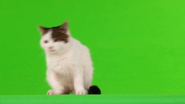 white cat leaves a screen frame on a green screen