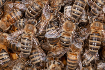 Honigbienen auf Waben