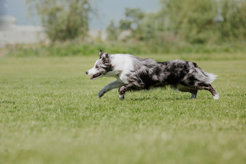 Border collie dog catches a flying disc