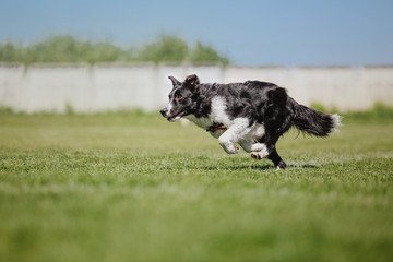 Border collie dog catches a flying disc