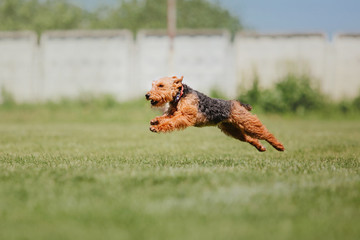 Dog catches a flying disc