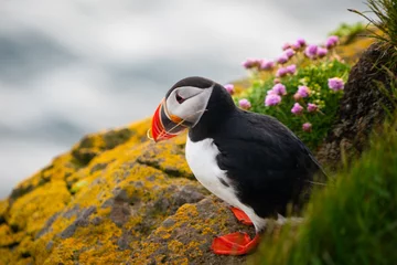 Wall murals Puffin Wild Atlantic puffin seabird in the auk family.