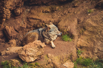 Nice portrait of an Iberian wolf resting calmly. Animal