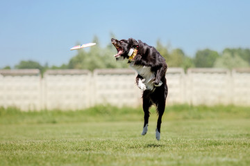 Border collie dog catches a flying disc