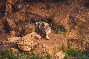 Nice portrait of an Iberian wolf resting calmly. Animal