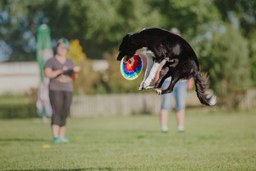 Border collie dog catches a flying disc