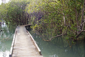 Mangrove track near Russell