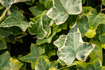 Close-up green ivy Hedera helix Goldchild carpet. Original texture of natural greenery. Background of elegant leaves. Nature concept for design.  Selective focus