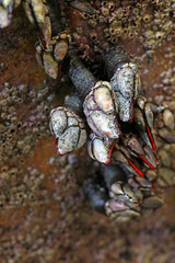 Goose barnacles (Pedunculata) in a sea grotto