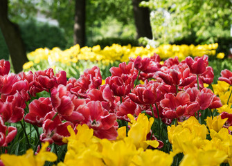 Red and yellow tulips in spring Park on Elagin island , St. Petersburg .