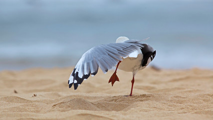 Fredd Photos Images Assets Adobe Stock