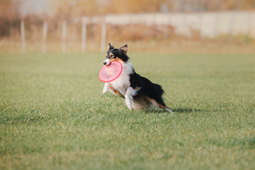 Shetland  sheepdog catches a flying disc