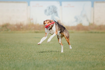 Dog catching a plastic disc