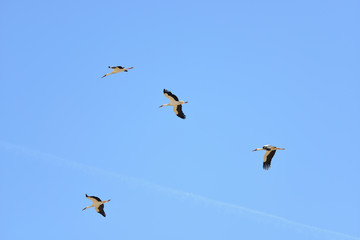 Vol de cigogne
