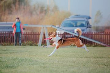 Dog catching a plastic disc