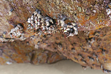 Goose barnacles (Pedunculata) in a sea grotto