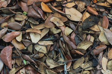 The leaves fall on the ground.