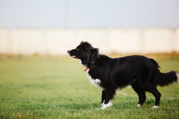 Border collie dog catches a flying disc