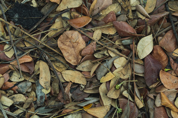 The leaves fall on the ground.